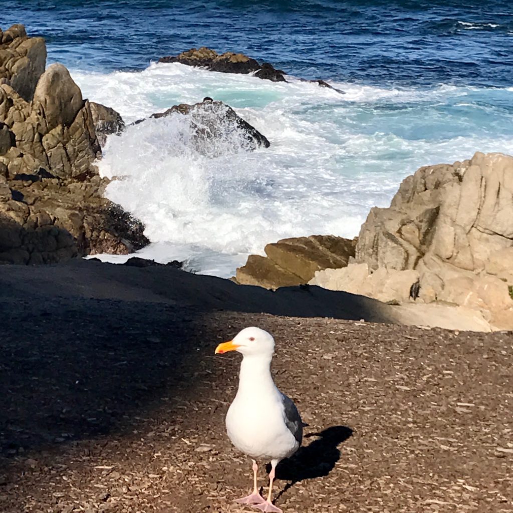 Seagull in Pacific Grove