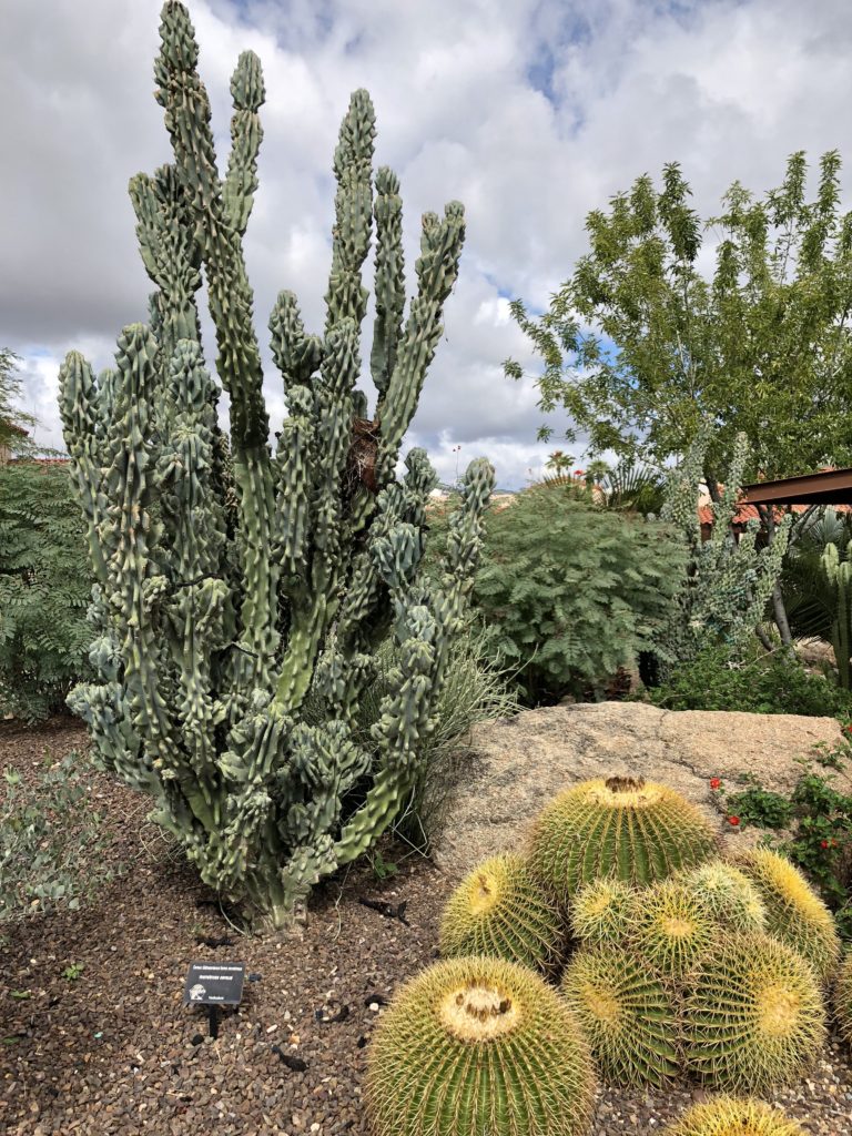 various desert cacti