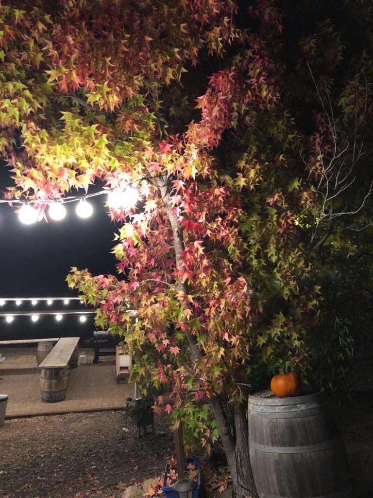 pretty fall colors at night