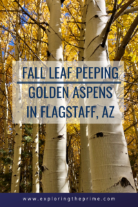 Pinterest Image with golden aspens and text describing pin