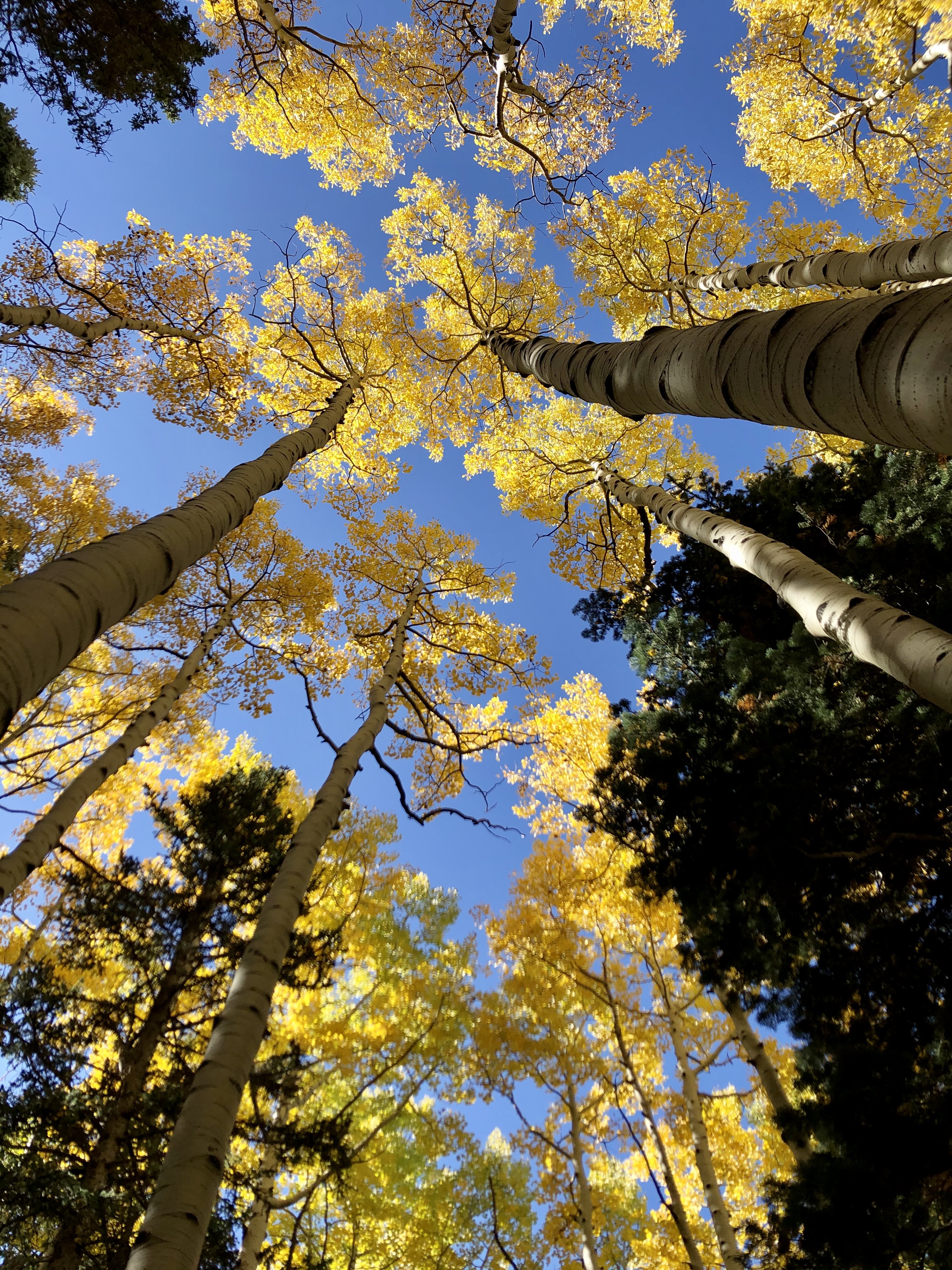 Aspens viewed from underneath looking up