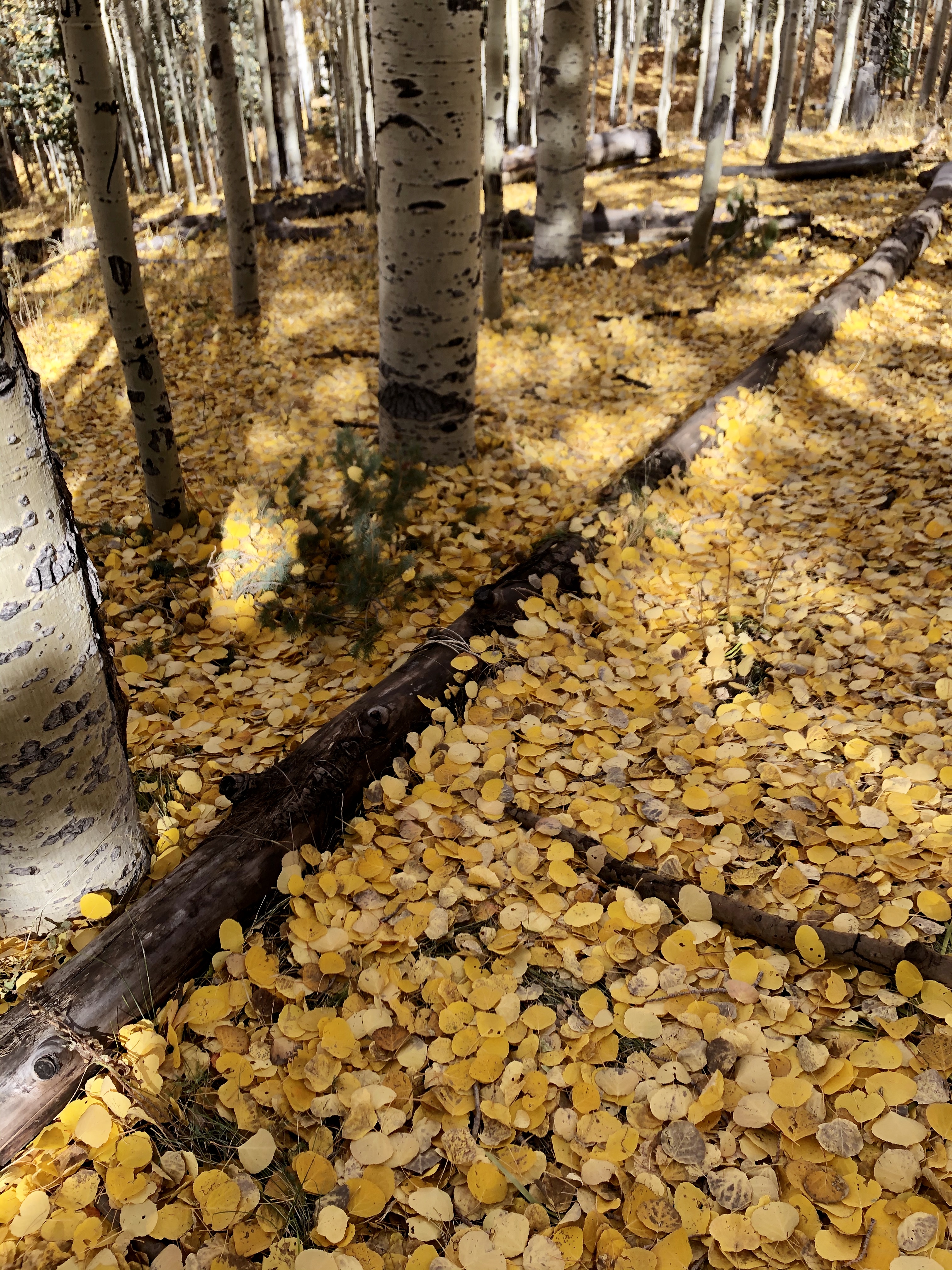 Aspen leaves covering the ground
