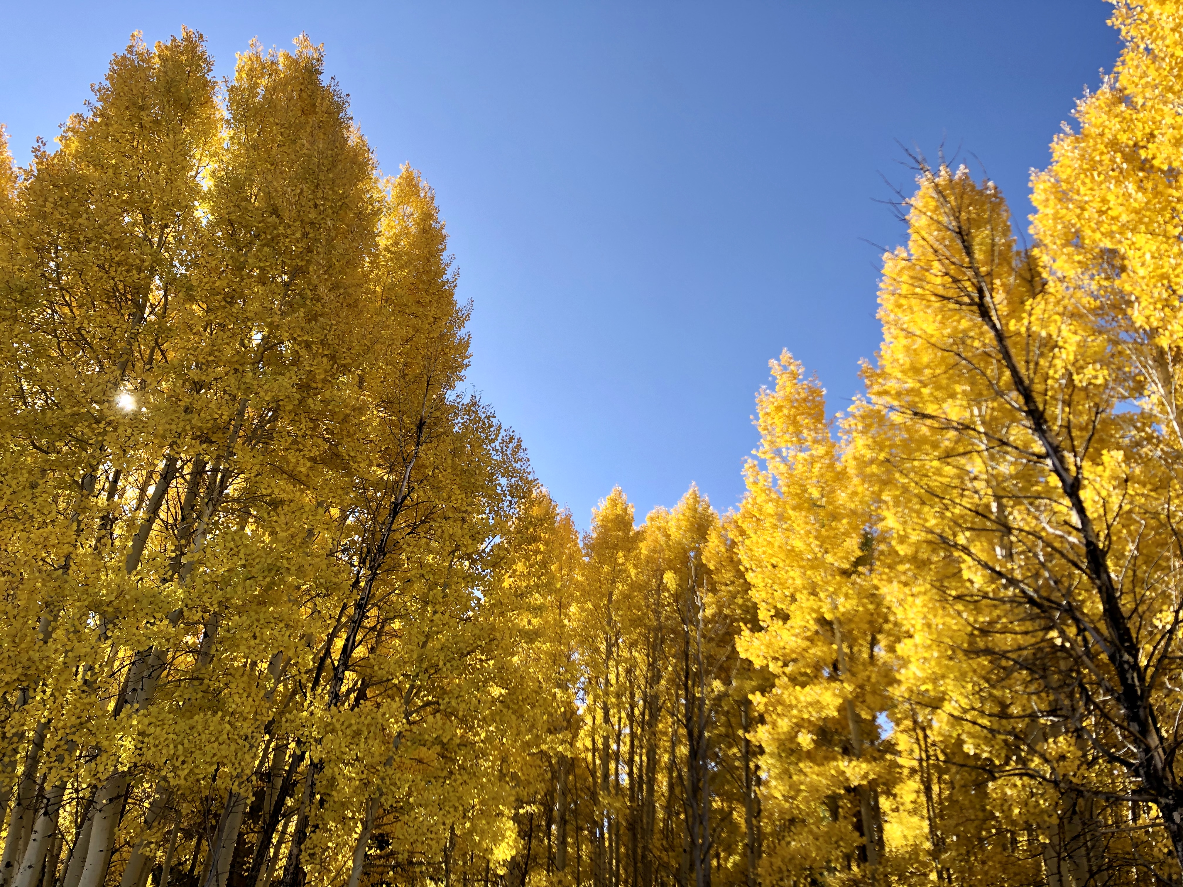 Yellow aspens contrasted against the blue sky