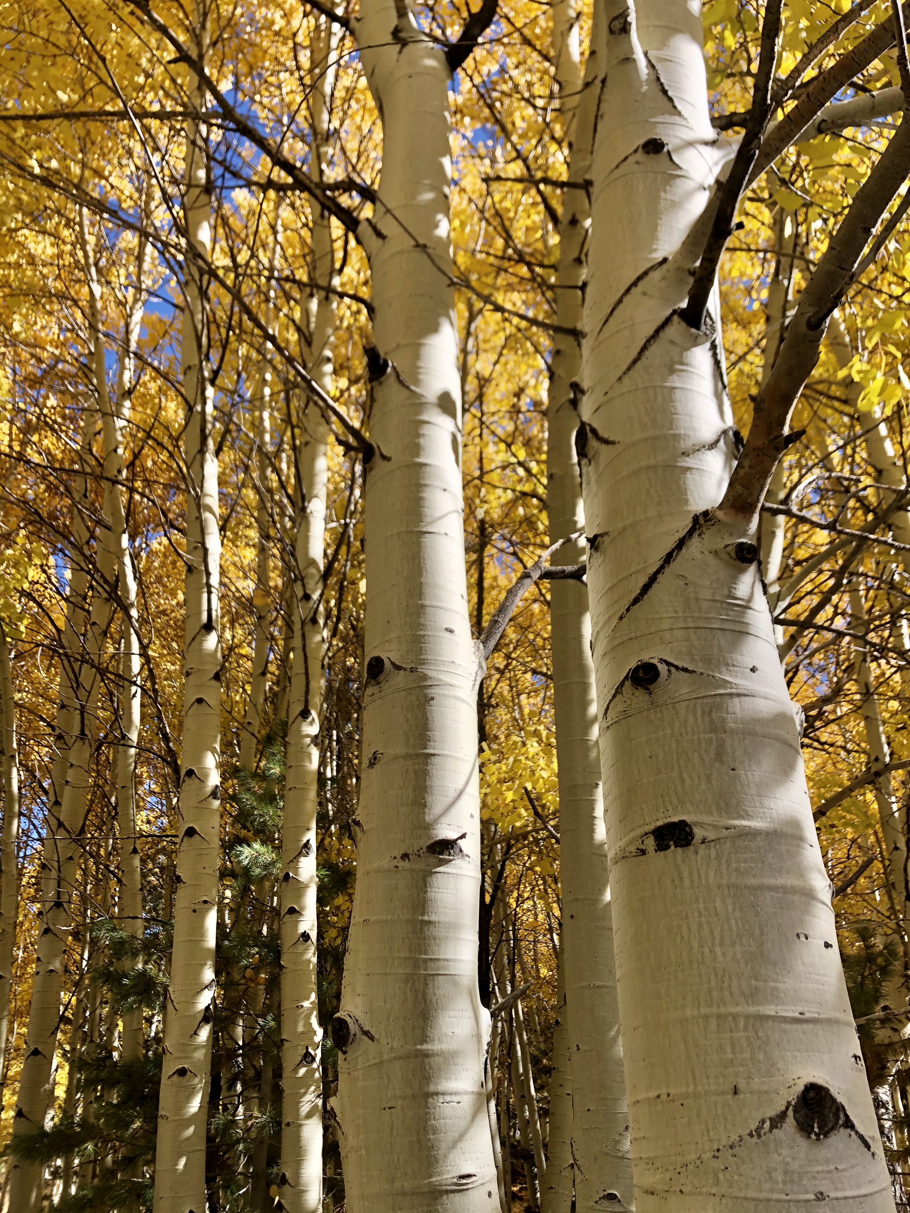 White aspen trunks with yellow leaves