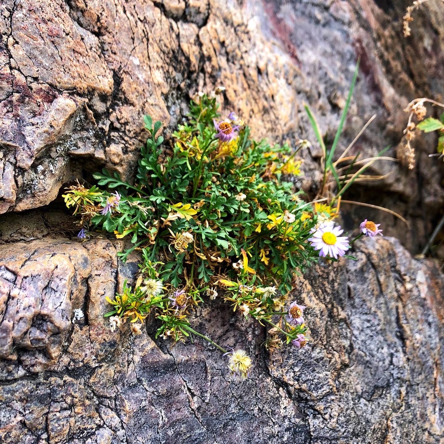 Wildflowers growing from a crack in the rock